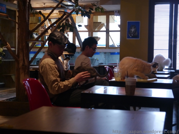 Gio Cat Cafe Seoul Korea 04